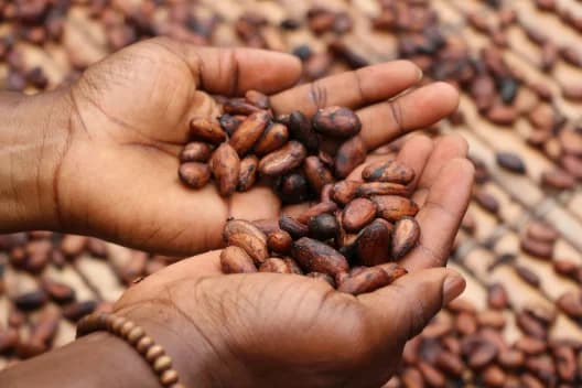 Fermented cocoa beans from south-west Nigeria